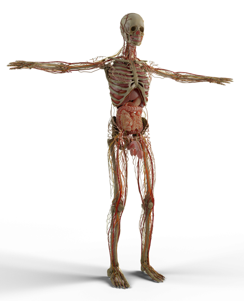 anatomy-6282617_1280